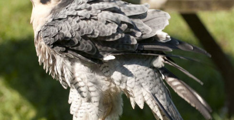 Peregrine Falcon