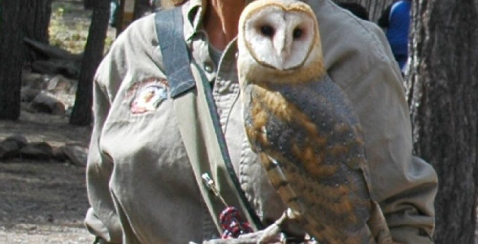 Susan Hamilton with a Barn Owl