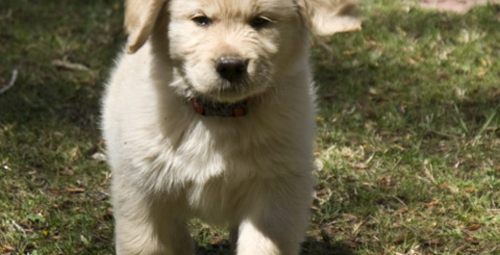 DSC_0002 cody six weeks old outside en az copy