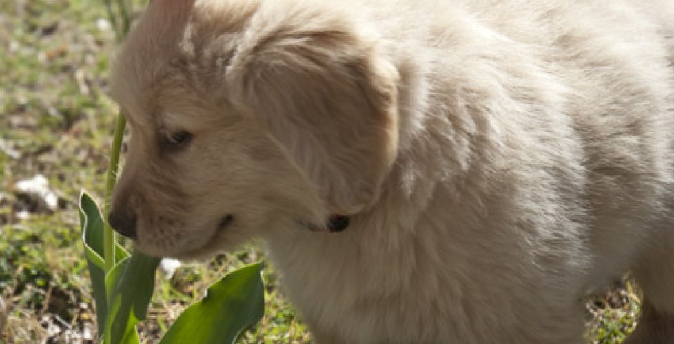 DSC_0031 cody with the red tulip at 6 weeks old en az copy